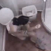 An overhead camera allows us to observe a cute girl taking a dump before her morning shower, then wiping. Clearly shows poop in toilet. No audio, but nice clip.